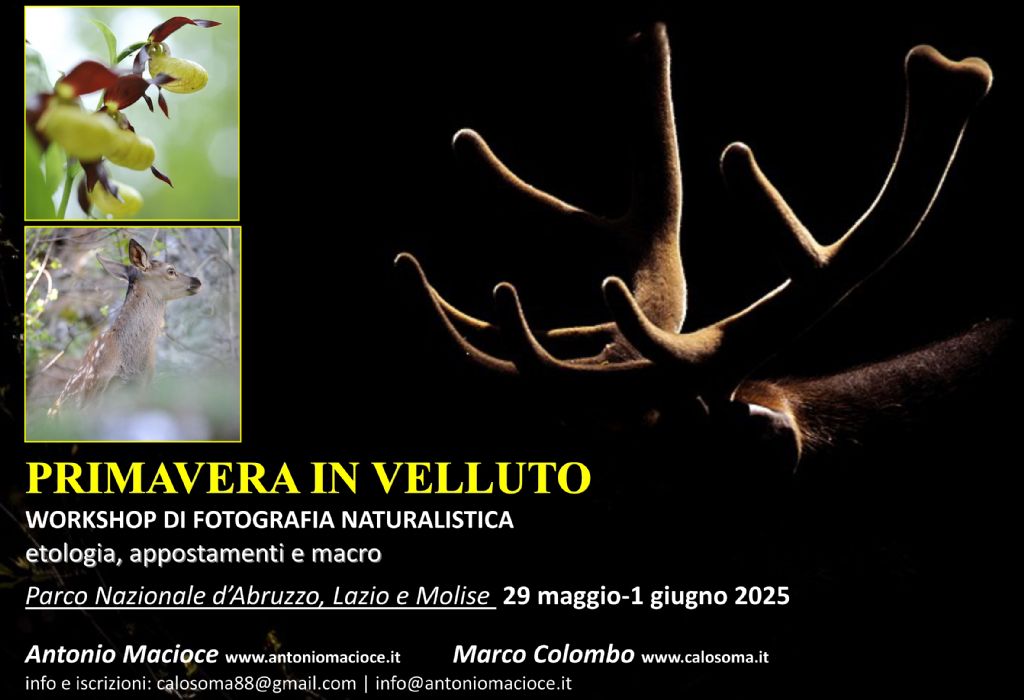 workshop di fotografia e osservazione nel Parco d''Abruzzo, maggio 2025